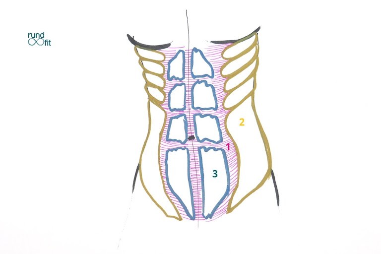 Bauchmuskeln im Detail